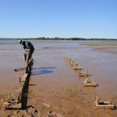 Sampling mud flats despite large tides!